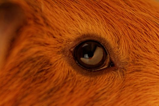 guinea pig eye close-up (macro)