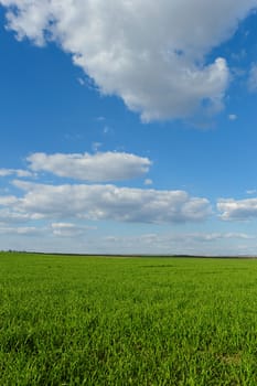 green wheat field under the blue cloudy sky