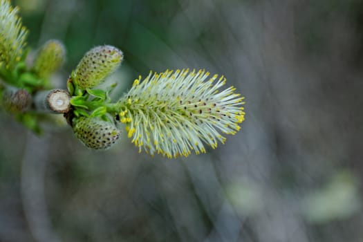 catkins flower macro