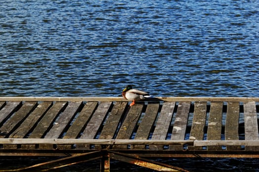one duck in dock on the lake
