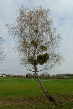 mistletoe on the tree