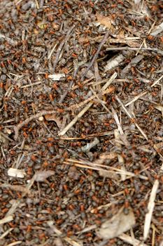 ants and ant hill