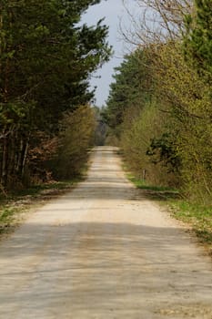 dirt road in the forest