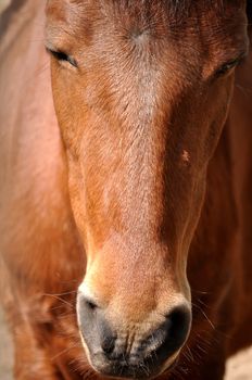 The horse's senses are generally superior to those of a human. As prey animals, they must be aware of their surroundings at all times.