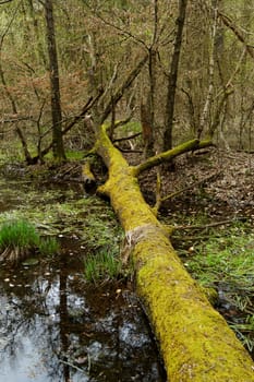 fallen tree with moss by the lake