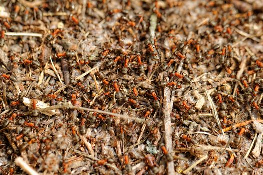 ants and ant hill