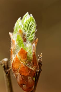 new bud and sprout on the hazel