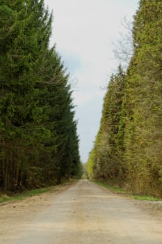 dirt road in the forest