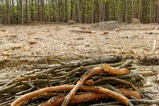 industrial deforestation and logging