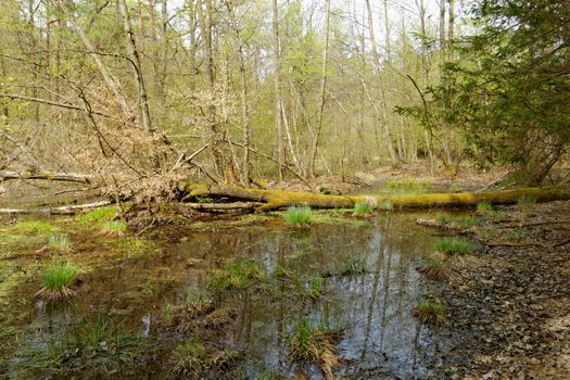 small lake in middle of the forrest