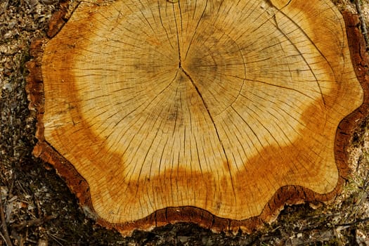 cut out tree trunk with annual rings