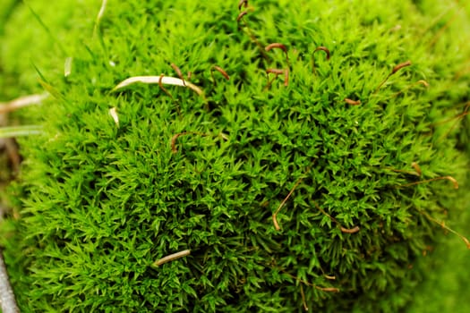 close-up picture about the green moss (macro)