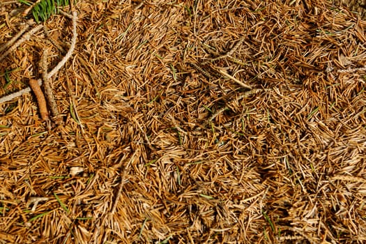 brown dry pine needles background with small brenches