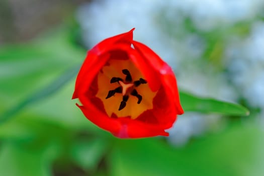 close up of yellow tulips with yellow edges on green background