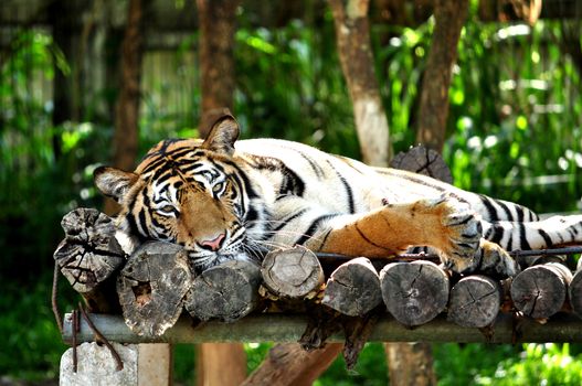 Bengal Tiger lying on the bed comfortably.