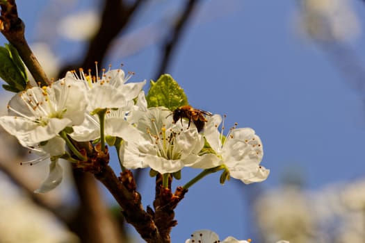 blossom tree with a bee pollination