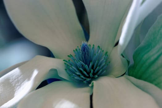 Closeup about a blossom Magnolia tree with color filter