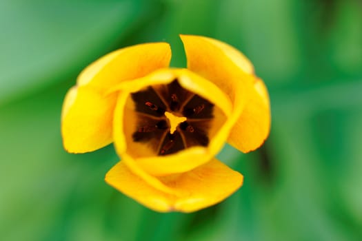 close up of yellow tulips with yellow edges on green background