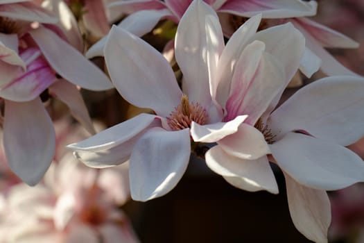 Spring Blossoms of a Magnolia tree