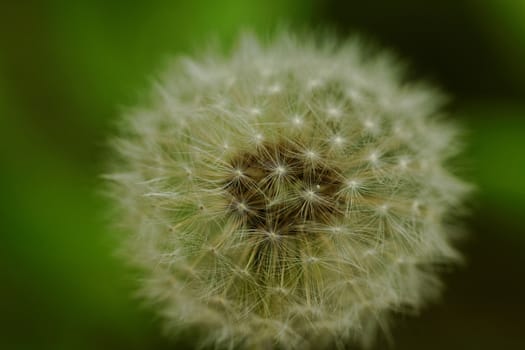 close-up of a dandelion flower