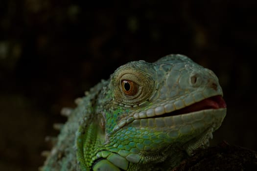 portrait about a green iguana on the tree