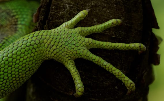green iguana feet on the tree