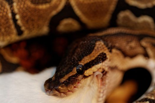 ball python eating one white mouse