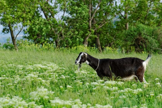 Goats grazing in the meadow