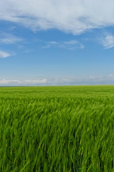 green wheat field under the blue cloudy sky