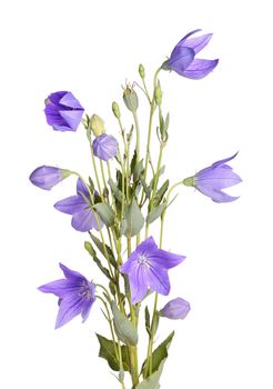 Many purple flowers, buds and leaves of balloon flower or bellflower (Platycodon grandiflorus) isolated against a white background