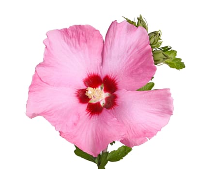 A single purple flower and buds of the Rose of Sharon (Hibiscus syriacus) plant isolated against a white background