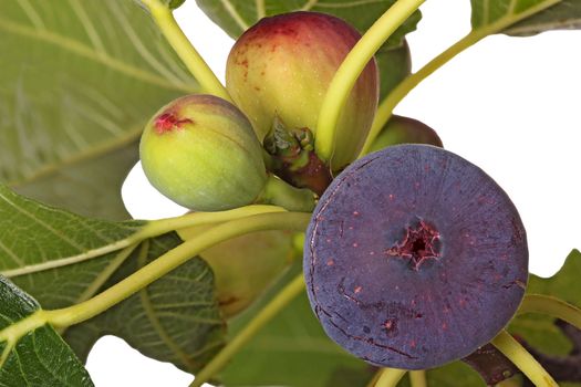 A purple, ripe fig plus two unripe fruits on the branch of a tree isolated against a white background
