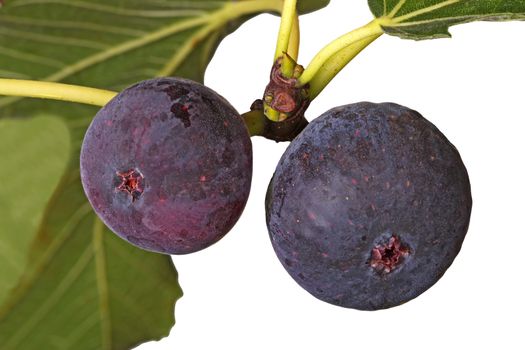 Two purple, ripe fig fruits on the branch of a tree isolated against a white background