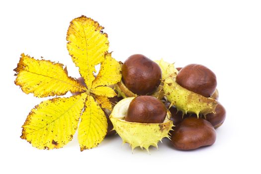 chestnut and autumn leaf