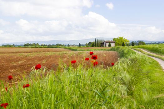 typical tuscan landscape in spring time