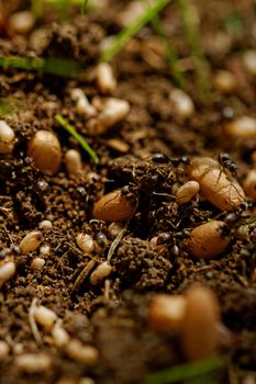 in the anthill moving ants the eggs