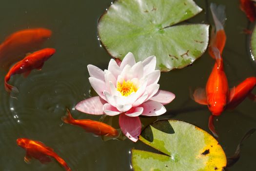 pink water lily in the lake with goldfish