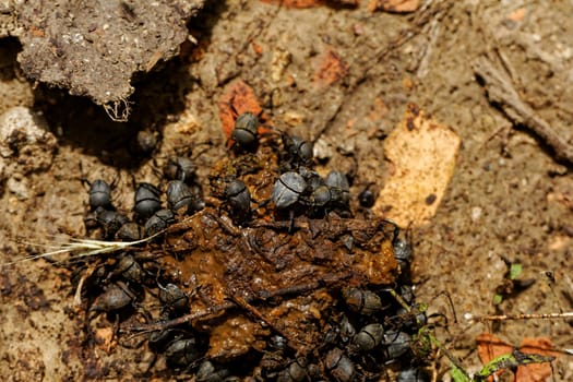 dung beetles in the excreta (Scarabaeus viettei ,Madateuchus viettei, Scarabaeidae)