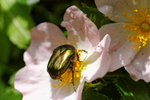 close up about copper flower beetle on flower (Protaetia fieberi)