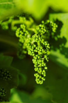 baby green grapes on the vine