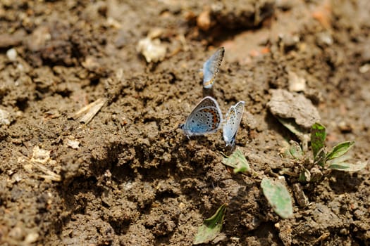 The Silver-studded Blue (Plebejus argus) is a butterfly in the family Lycaenidae