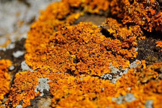 Macro photo of the mushroom on the rocks