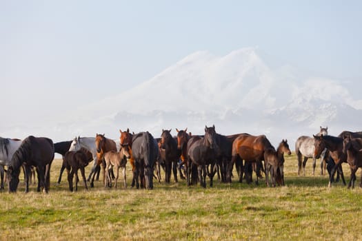 Herd of horses on a summer green pasture