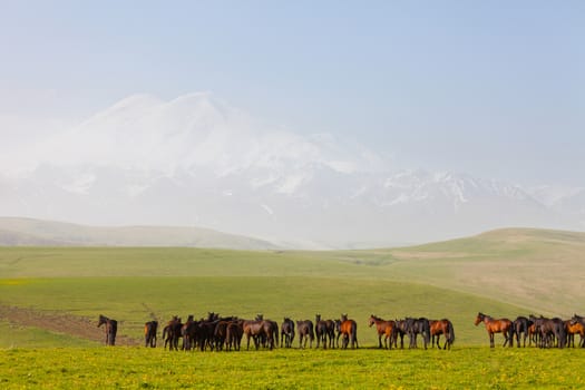 Herd of horses on a summer green pasture