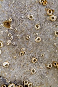 Coral with Shells under the fishing boat.