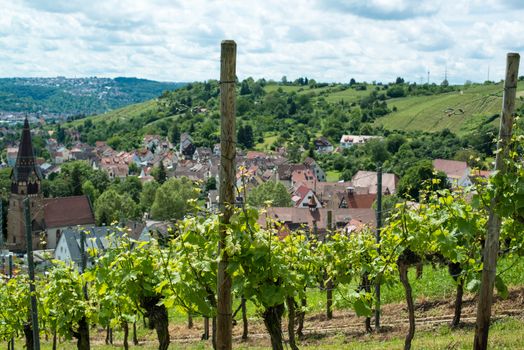 Vineyard in Uhlbach in Southern Germany near Stuttgart with a view on the town