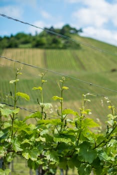 Spring Vineyard with small green wine plants in Uhlbach near Stuttgart, Southern Germany