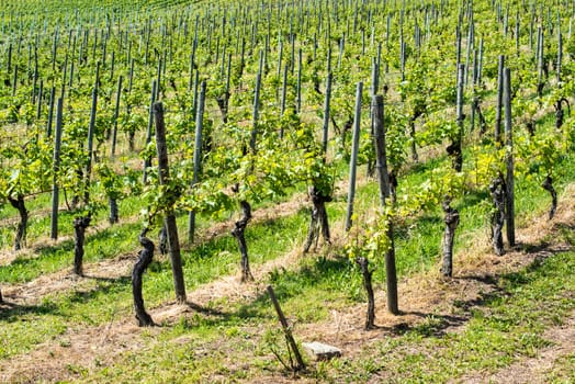 Spring Vineyard with small green branches on old wine plants in Uhlbach near Stuttgart, Southern Germany