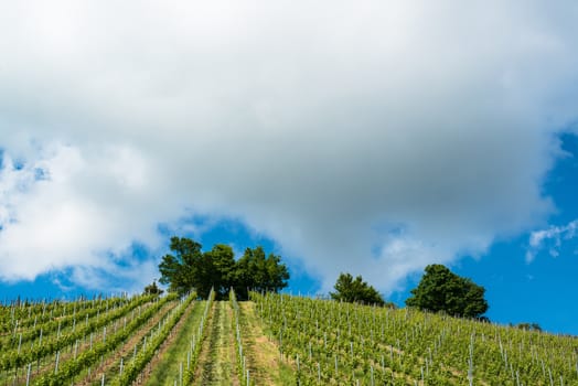 Spring Vineyard in Uhlbach near Stuttgart, Southern Germany with trees, great blue sky and clouds with room for your copytext
