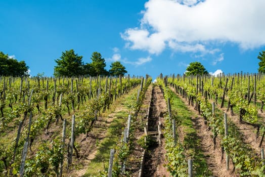 Vineyard in Uhlbach near Stuttgart, Southern Germany with trees, great blue sky and clouds with room for your copytext